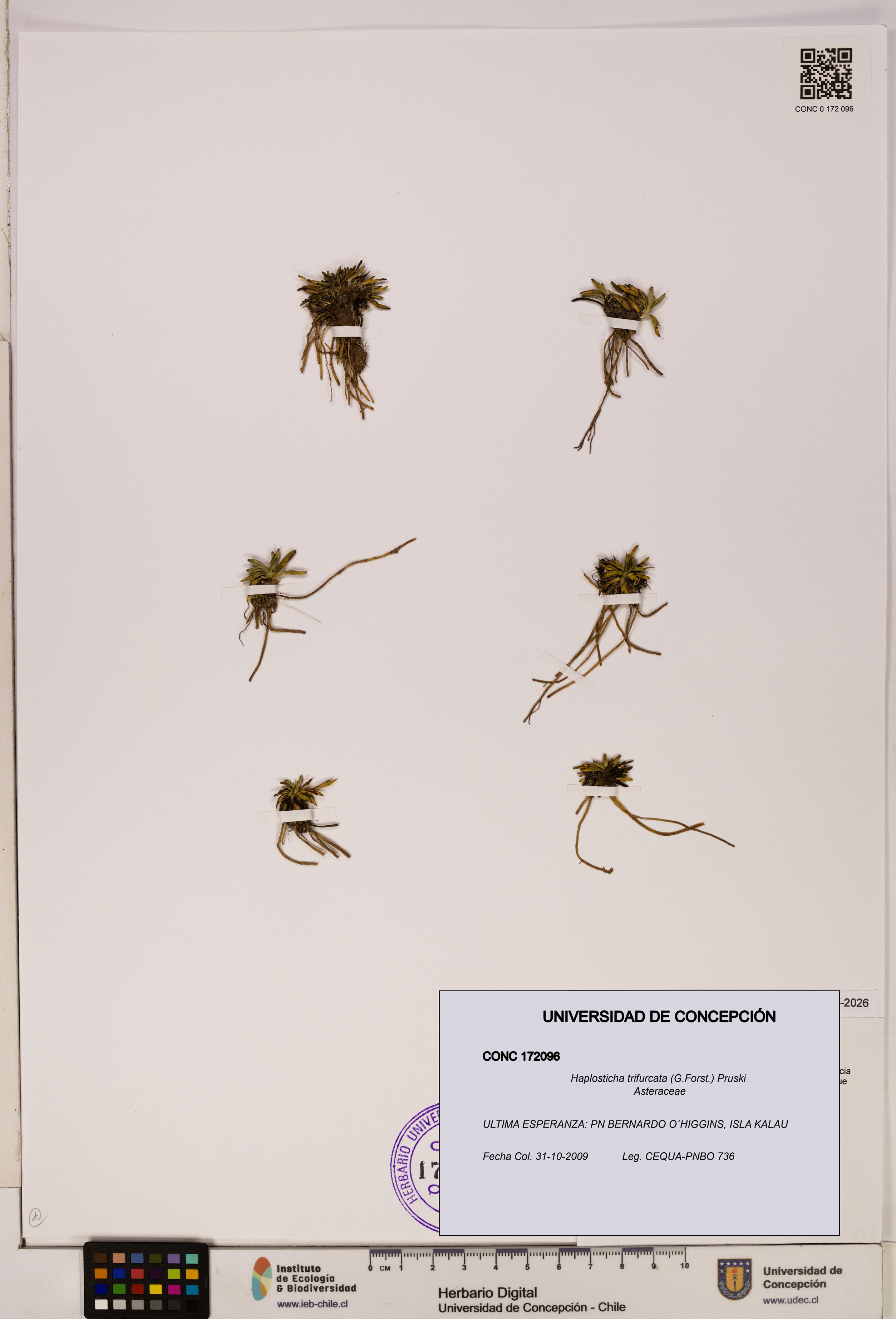 Haplosticha trifurcata [Espécimen: UDEC:CONC:0172096]