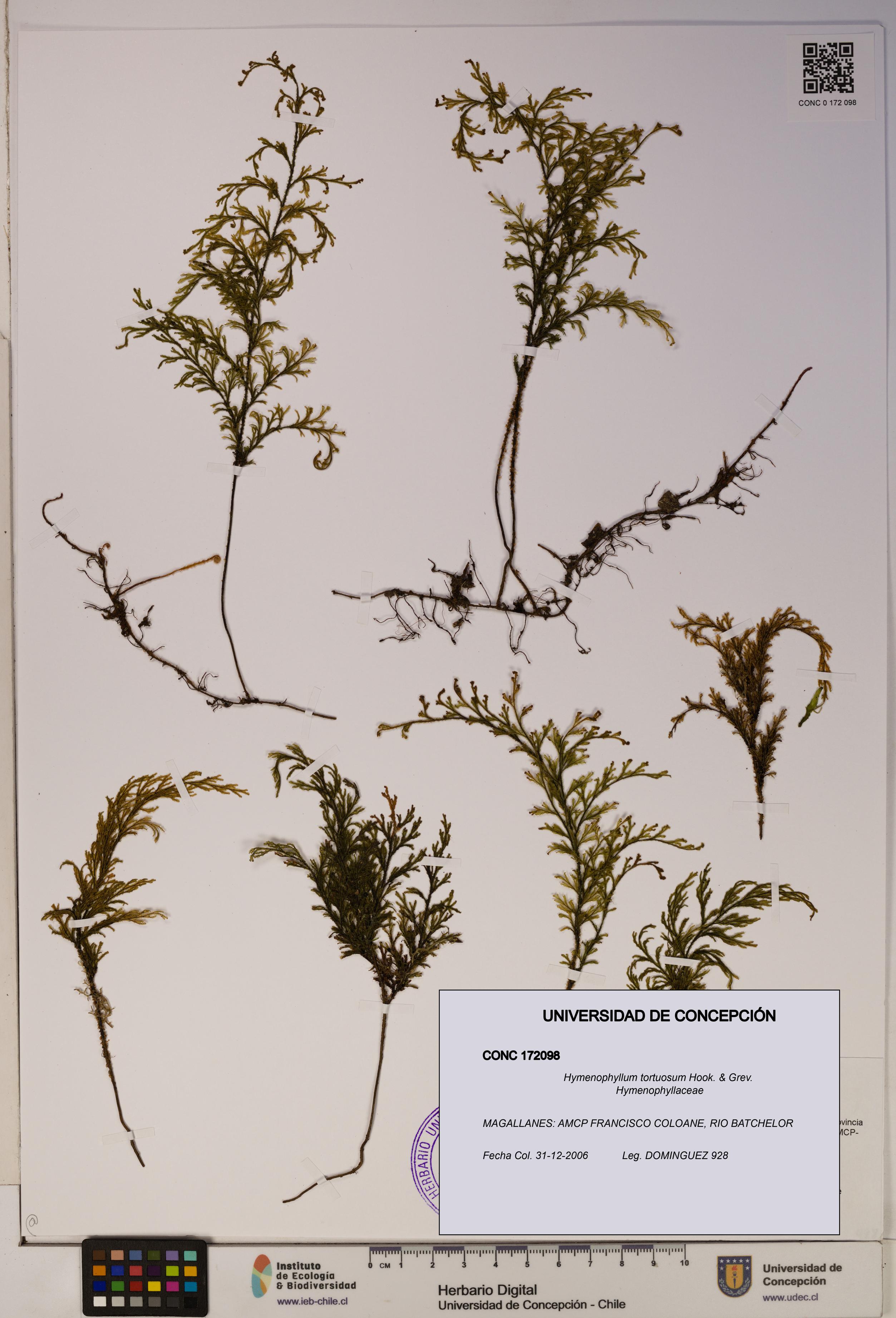 Hymenophyllum tortuosum [Espécimen: ]