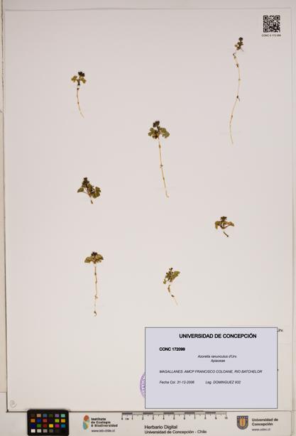 Azorella ranunculus [Espécimen: ]