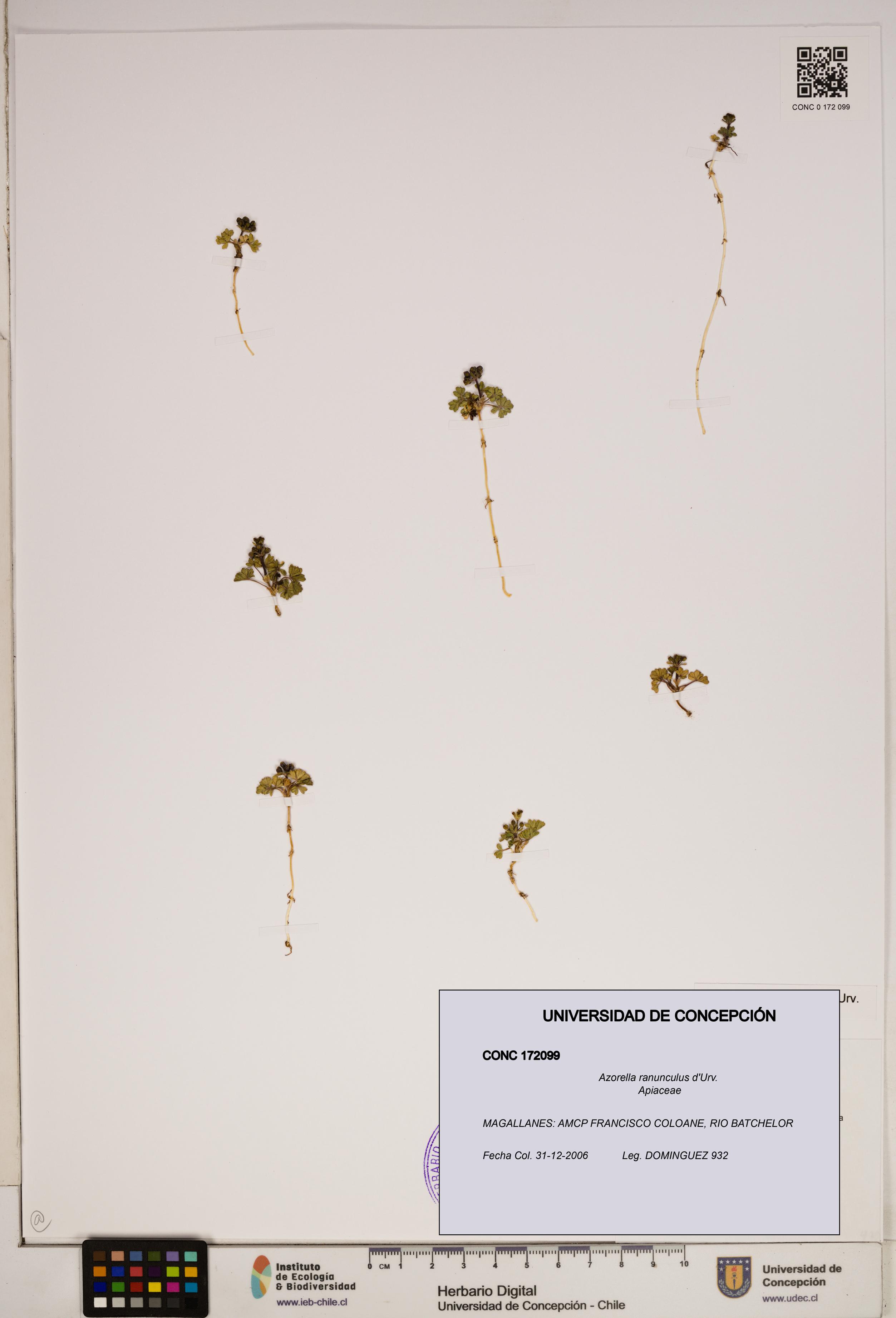 Azorella ranunculus [Espécimen: ]