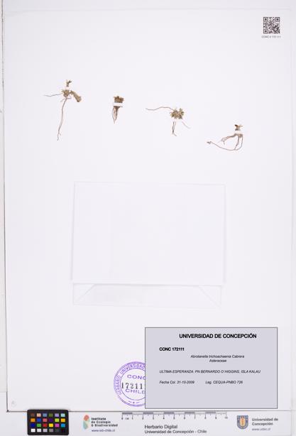 Abrotanella trichoachaenia [Espécimen: ]