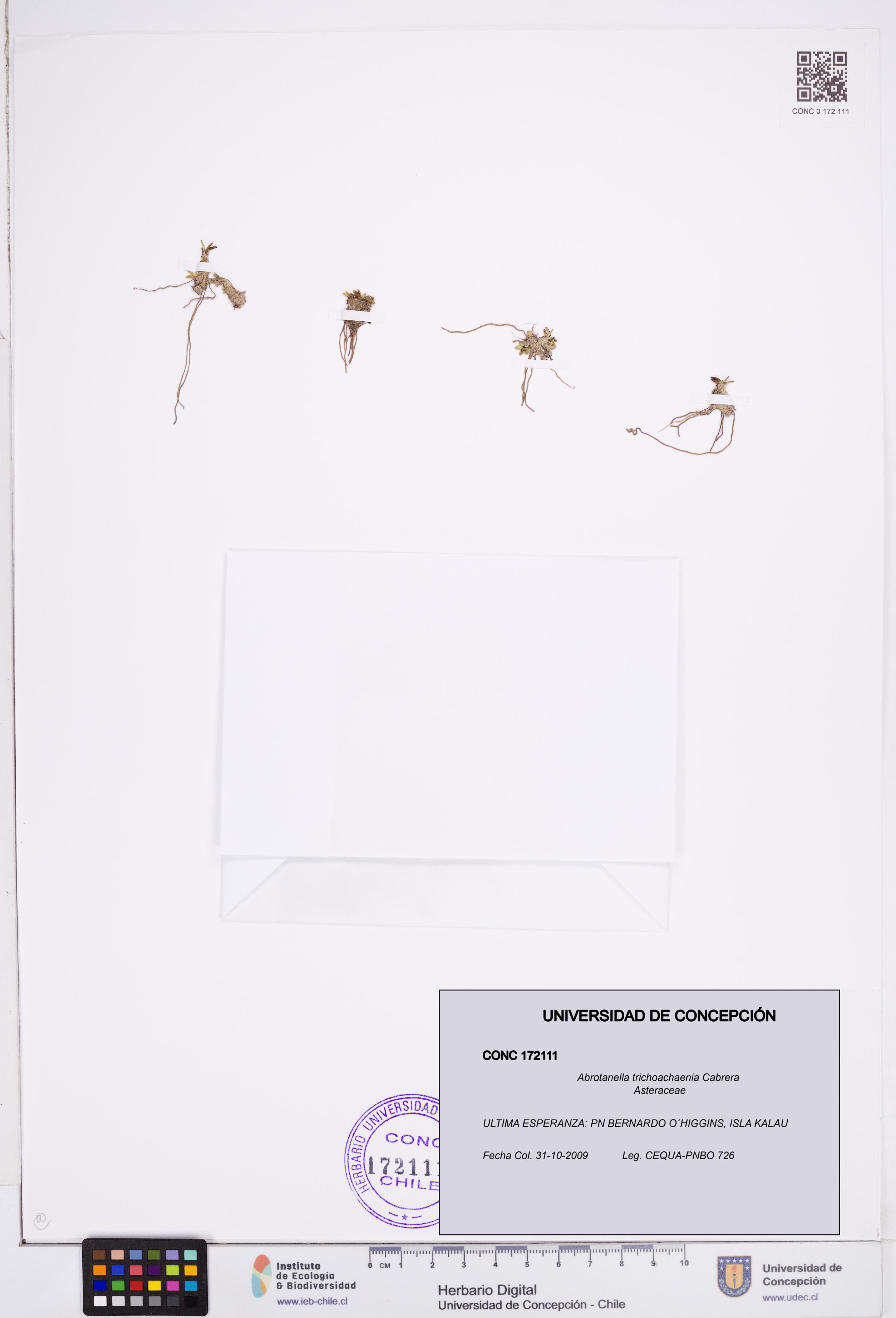 Abrotanella trichoachaenia [Espécimen: ]