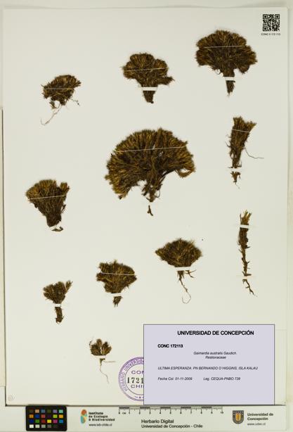 Gaimardia australis [Espécimen: UDEC:CONC:0172113]