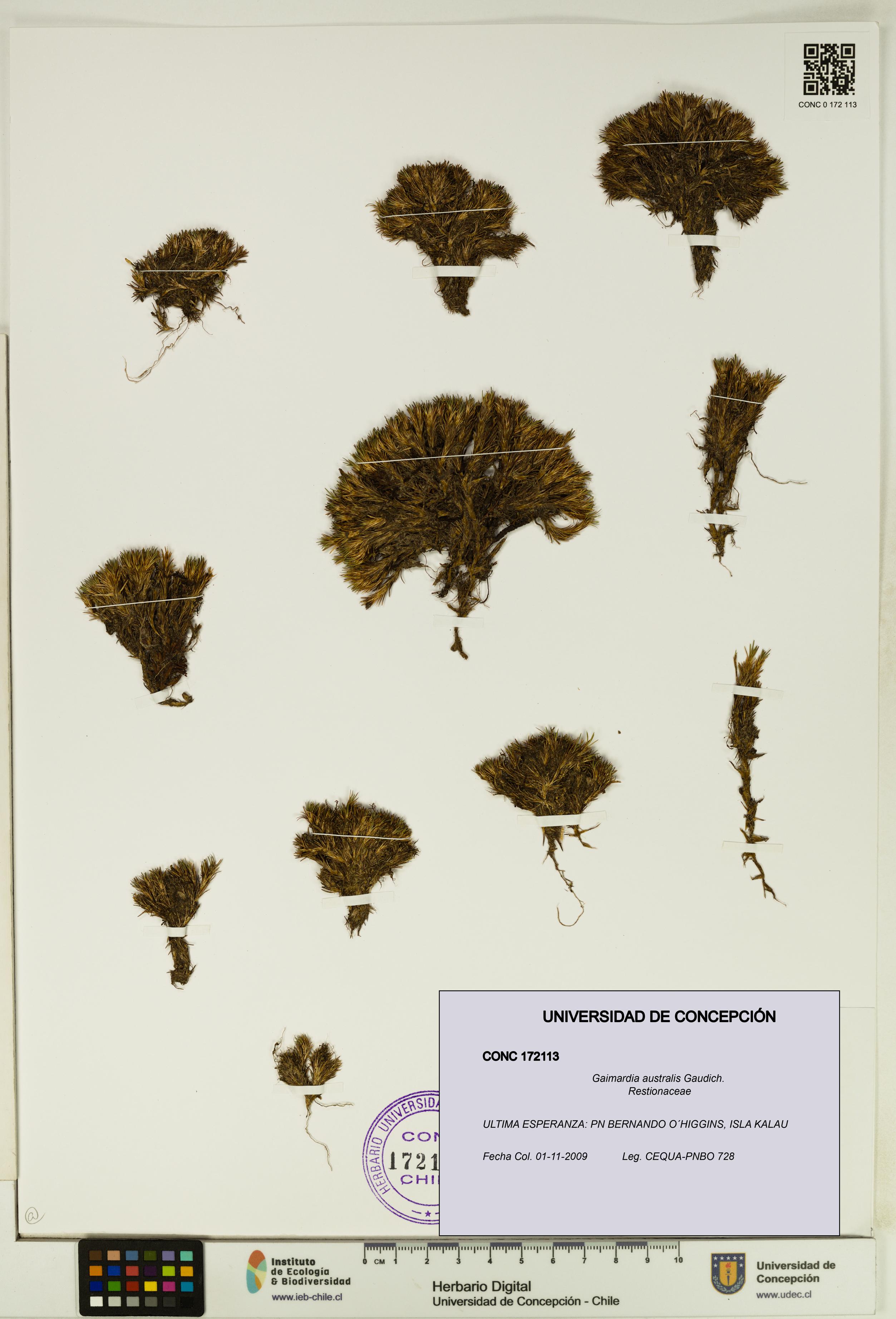 Gaimardia australis [Espécimen: UDEC:CONC:0172113]