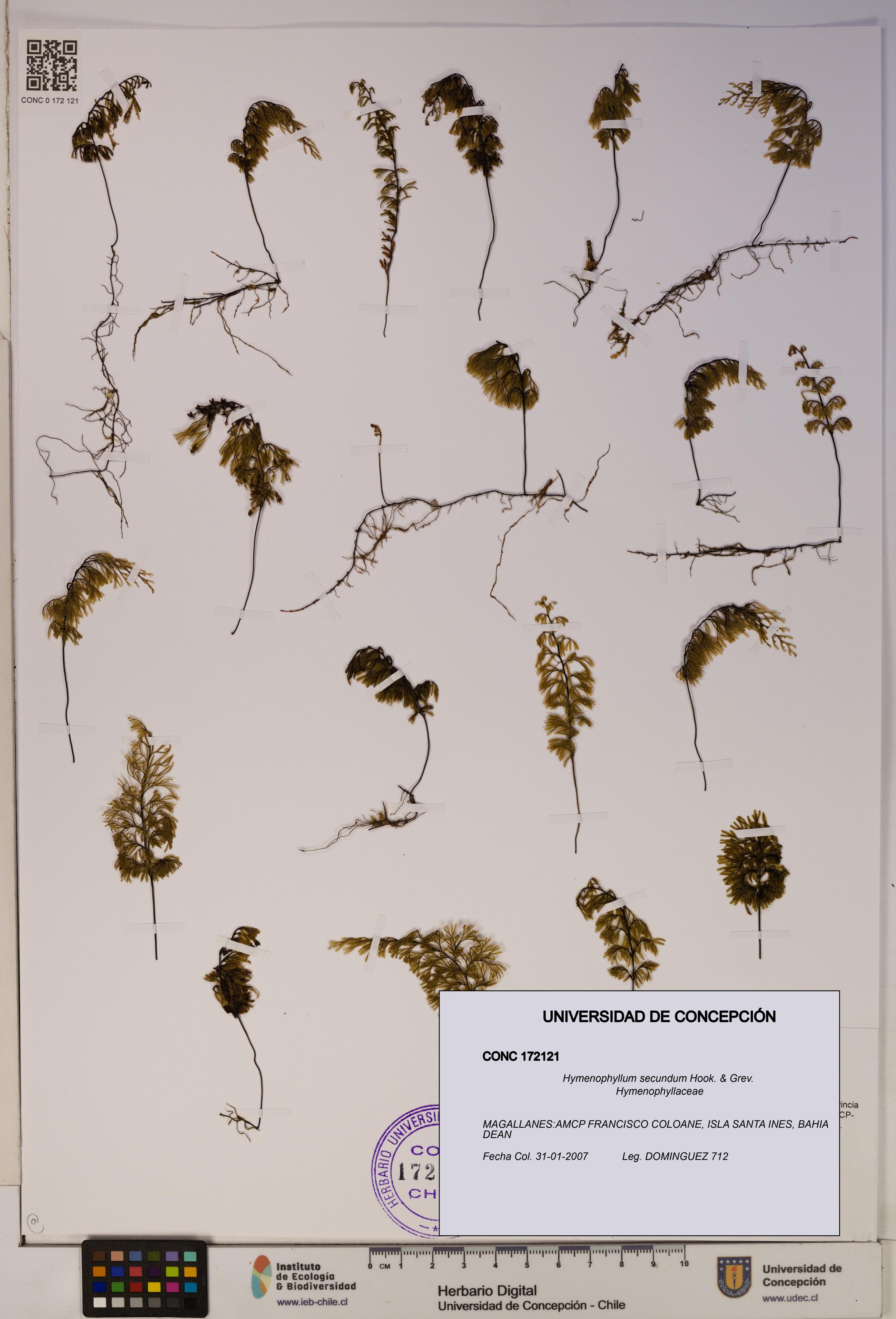 Hymenophyllum secundum [Espécimen: ]