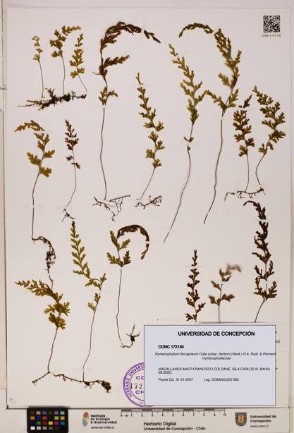 Hymenophyllum ferrugineum [Espécimen: UDEC:CONC:0172130]