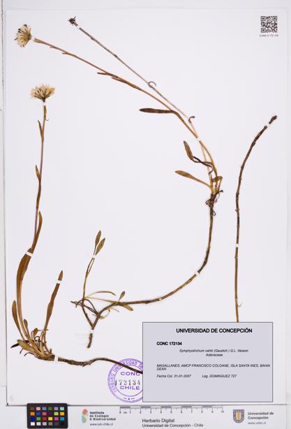 Symphyotrichum vahlii [Espécimen: ]