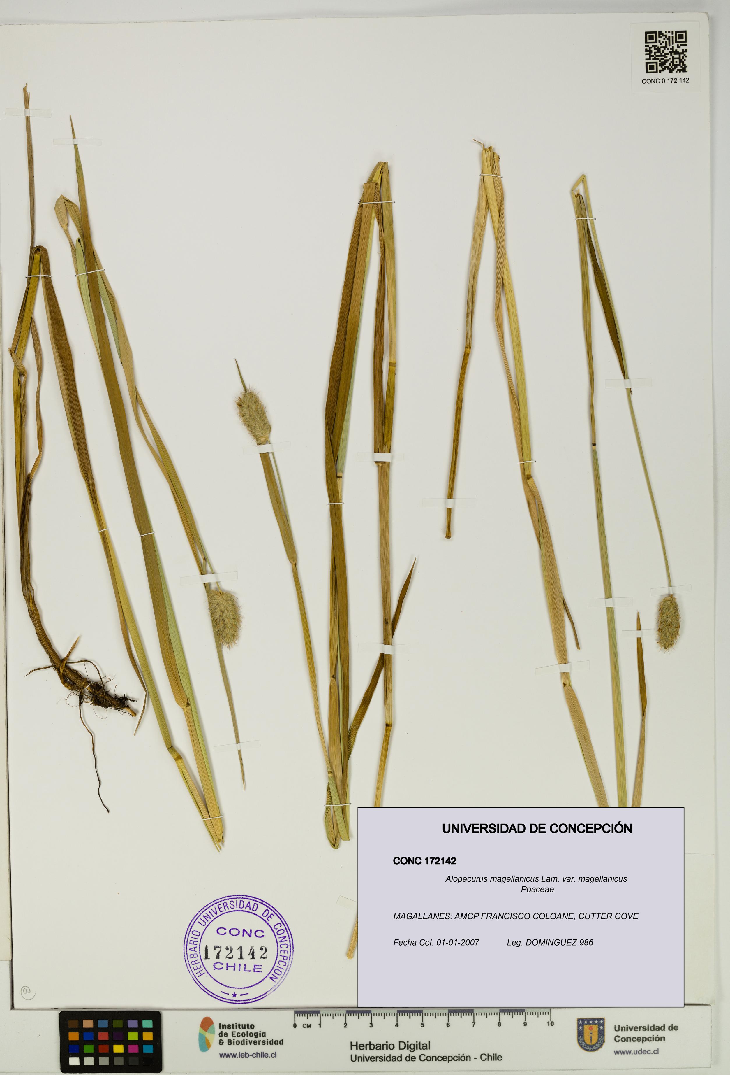 Alopecurus magellanicus var. magellanicus [Espécimen: UDEC:CONC:0172142]