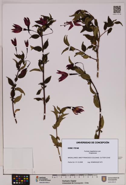 Fuchsia magellanica [Espécimen: UDEC:CONC:0172148]