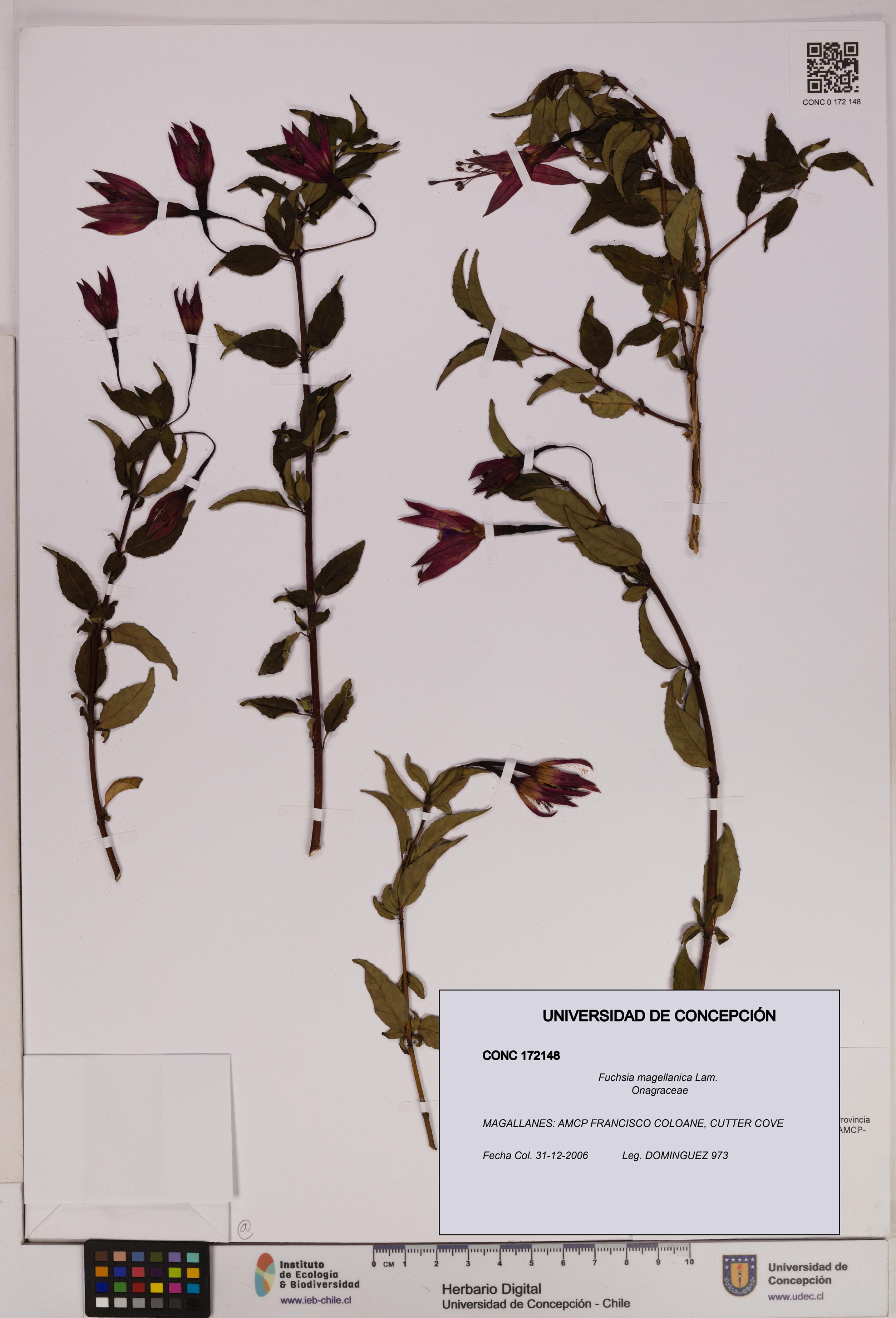 Fuchsia magellanica [Espécimen: UDEC:CONC:0172148]