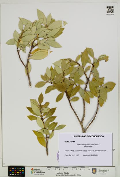 Maytenus magellanica [Espécimen: UDEC:CONC:0172150]