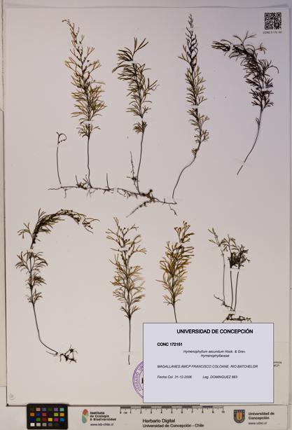 Hymenophyllum secundum [Espécimen: ]