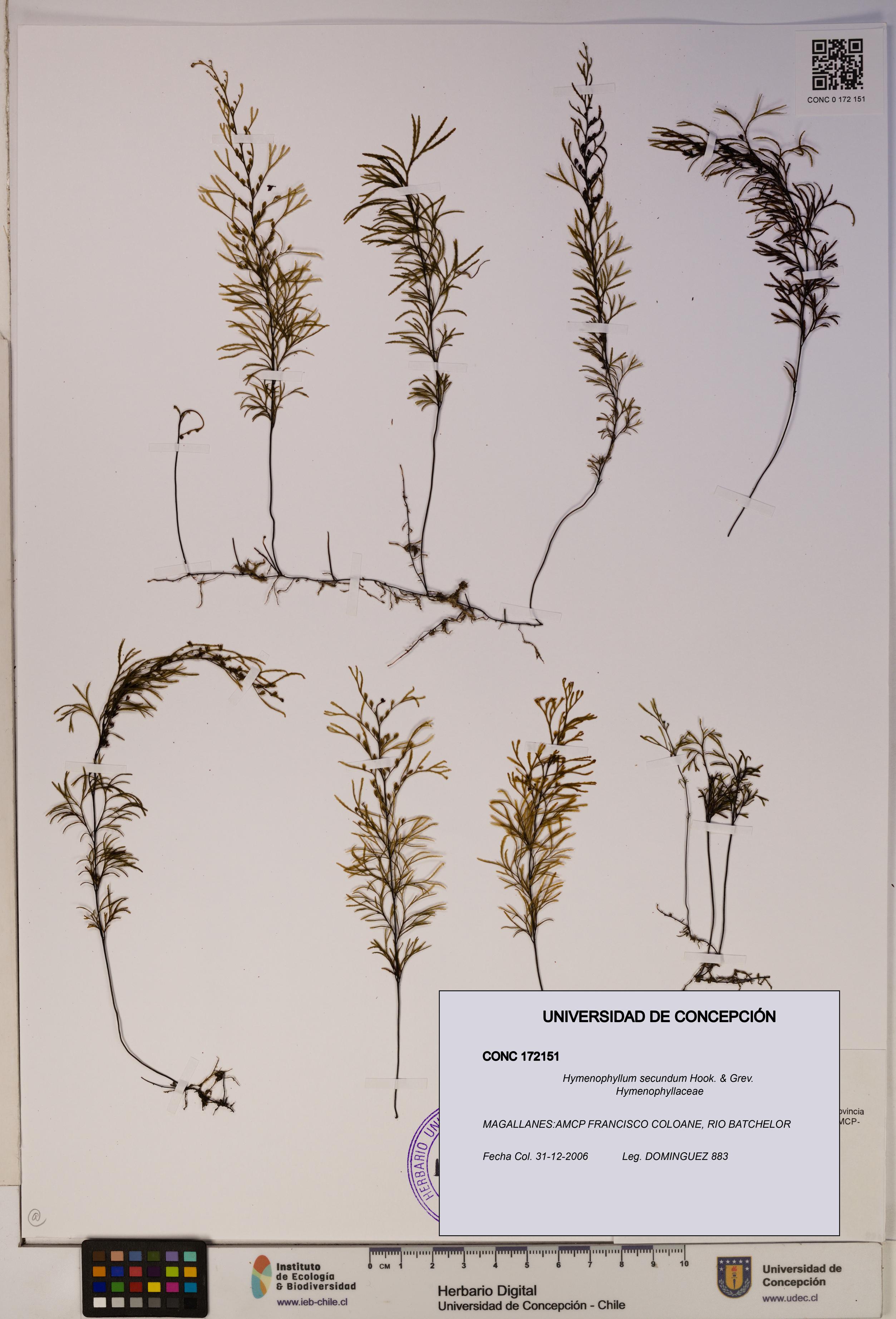 Hymenophyllum secundum [Espécimen: ]