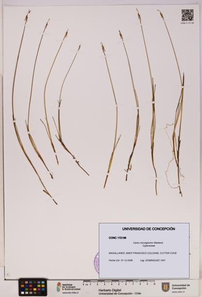 Carex microglochin [Espécimen: UDEC:CONC:0172156]