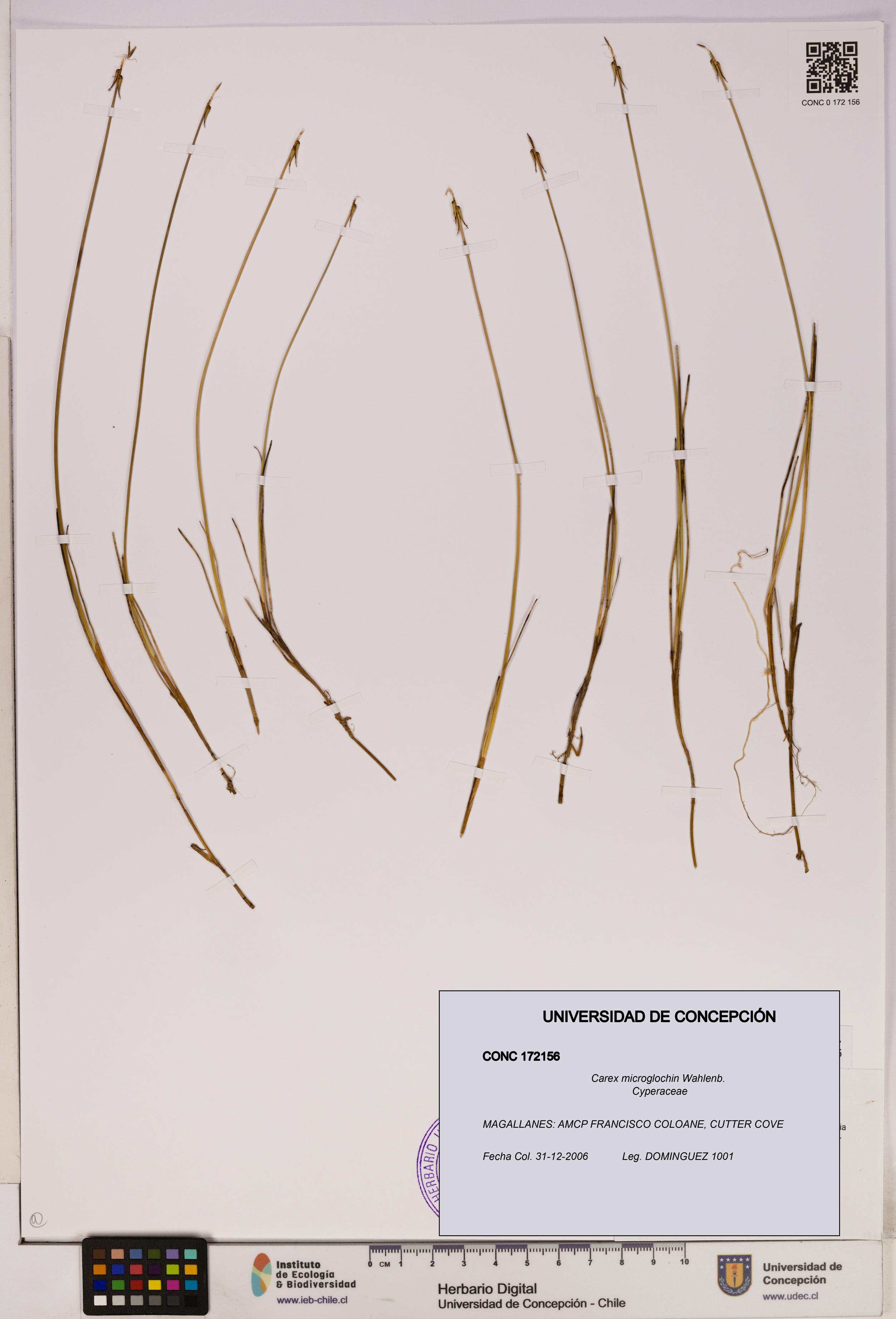 Carex microglochin [Espécimen: UDEC:CONC:0172156]