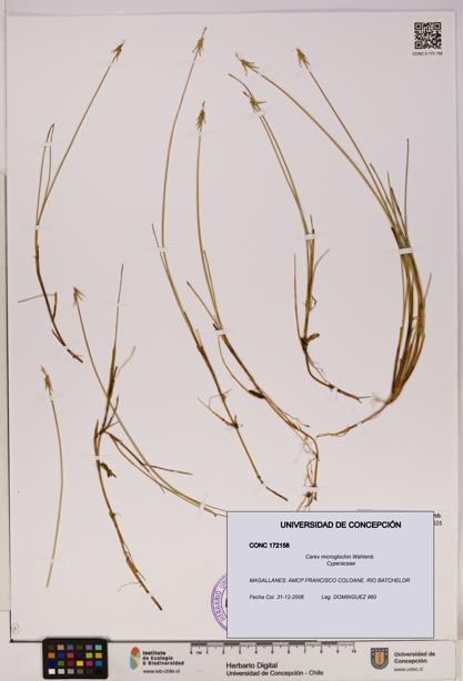 Carex microglochin [Espécimen: UDEC:CONC:0172158]