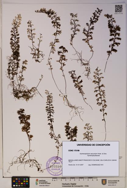 Hymenophyllum secundum [Espécimen: ]