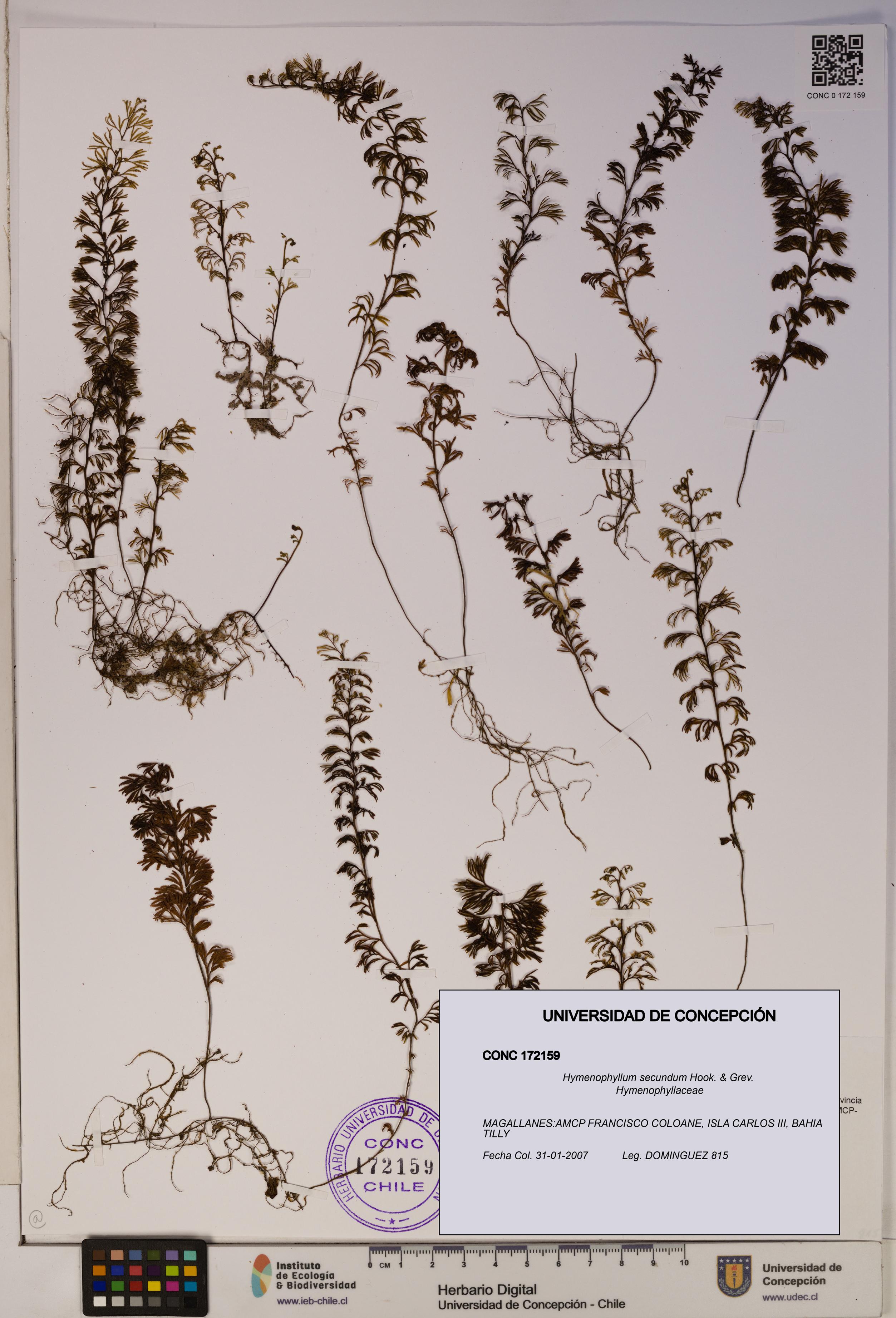 Hymenophyllum secundum [Espécimen: ]
