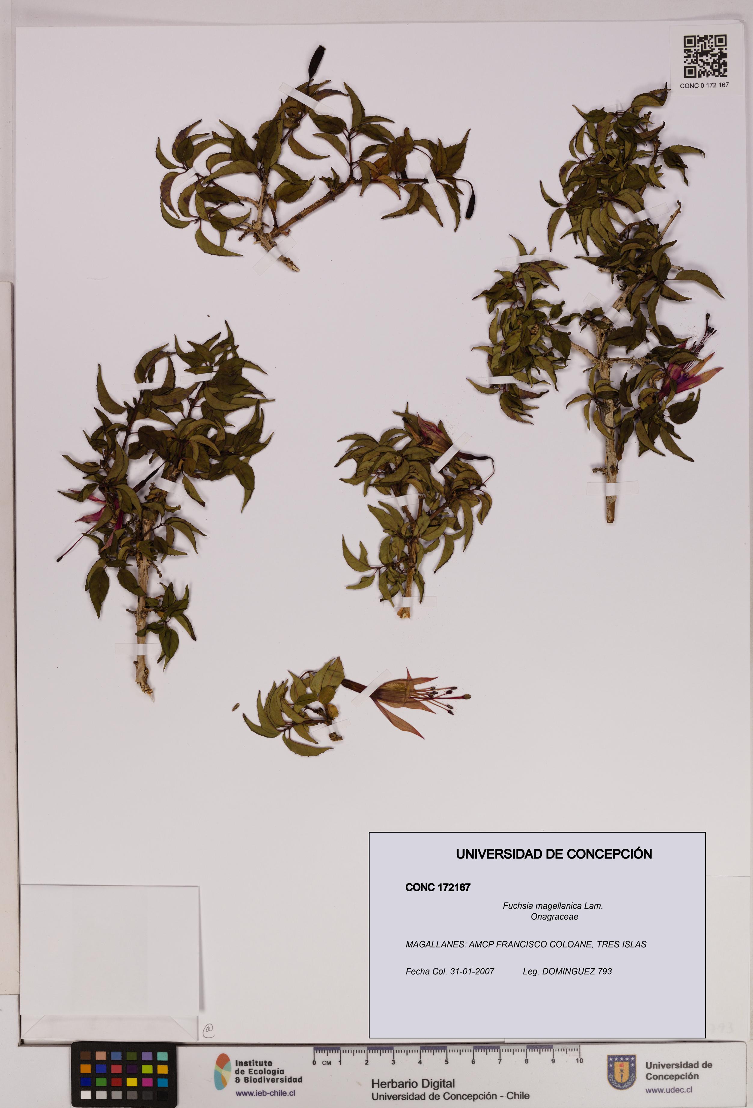 Fuchsia magellanica [Espécimen: UDEC:CONC:0172167]