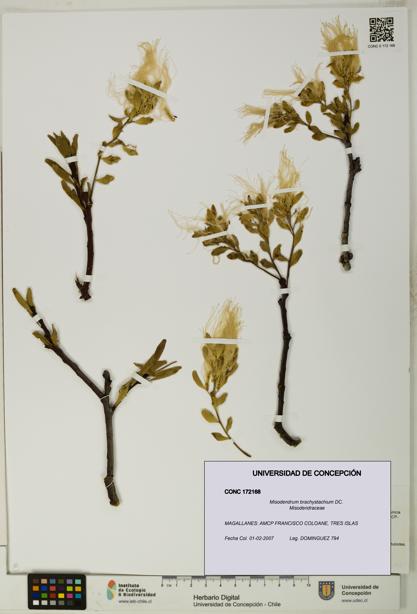 Misodendrum brachystachium [Espécimen: UDEC:CONC:0172168]