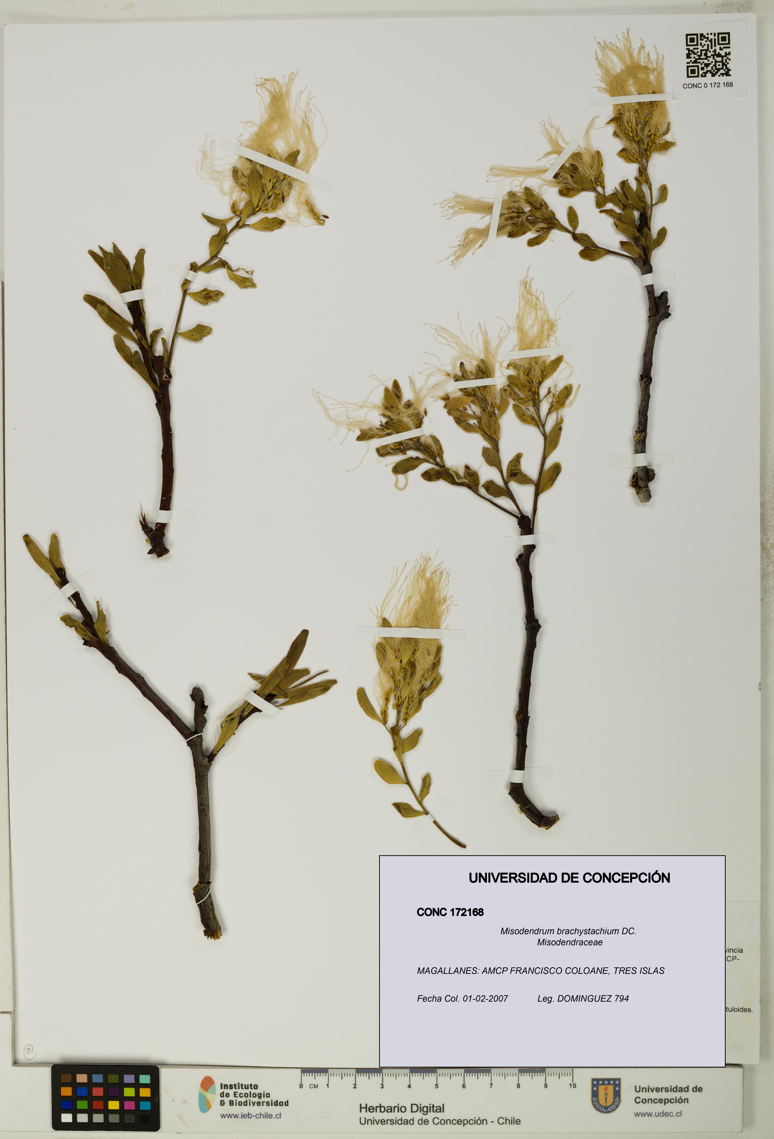Misodendrum brachystachium [Espécimen: UDEC:CONC:0172168]