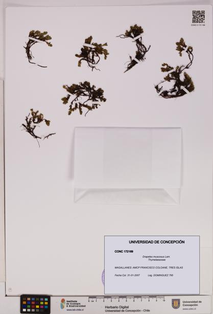 Drapetes muscosus [Espécimen: UDEC:CONC:0172169]