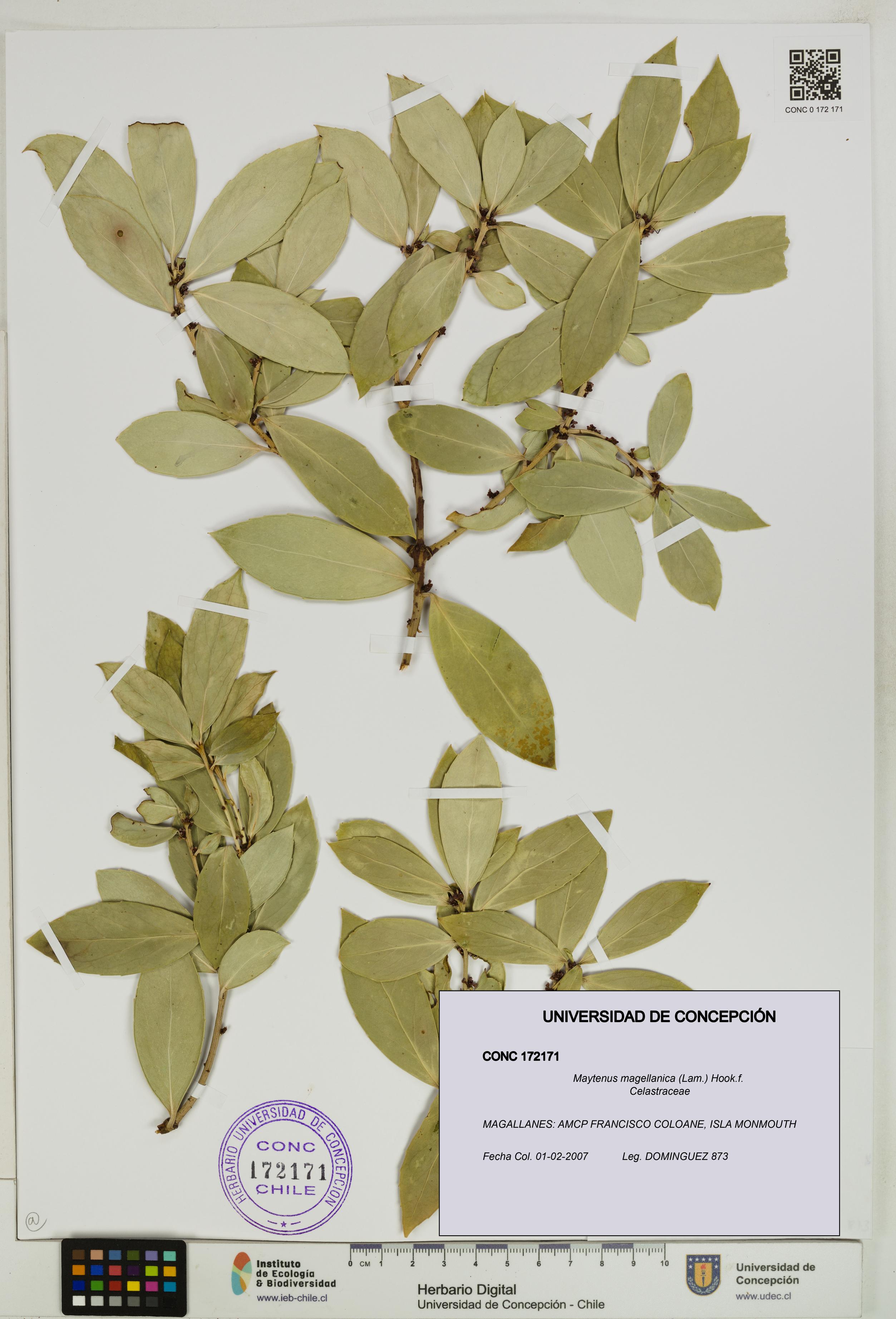 Maytenus magellanica [Espécimen: UDEC:CONC:0172171]