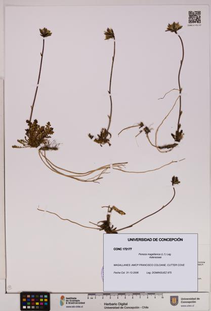 Perezia magellanica [Espécimen: UDEC:CONC:0172177]