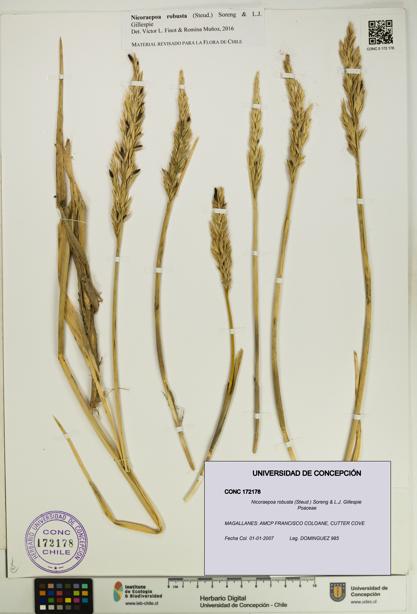 Nicoraepoa robusta [Espécimen: UDEC:CONC:0172178]