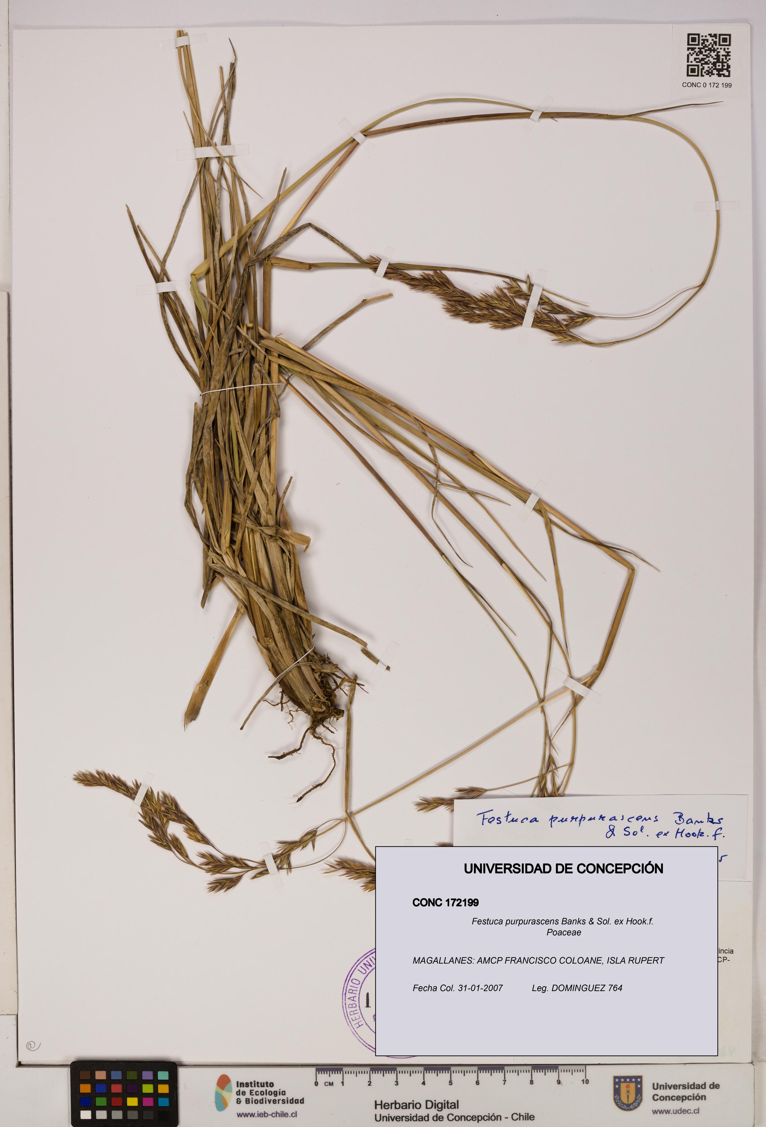 Festuca purpurascens [Espécimen: UDEC:CONC:0172199]