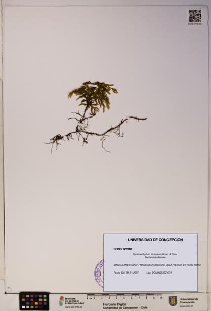 Hymenophyllum tortuosum [Espécimen: ]