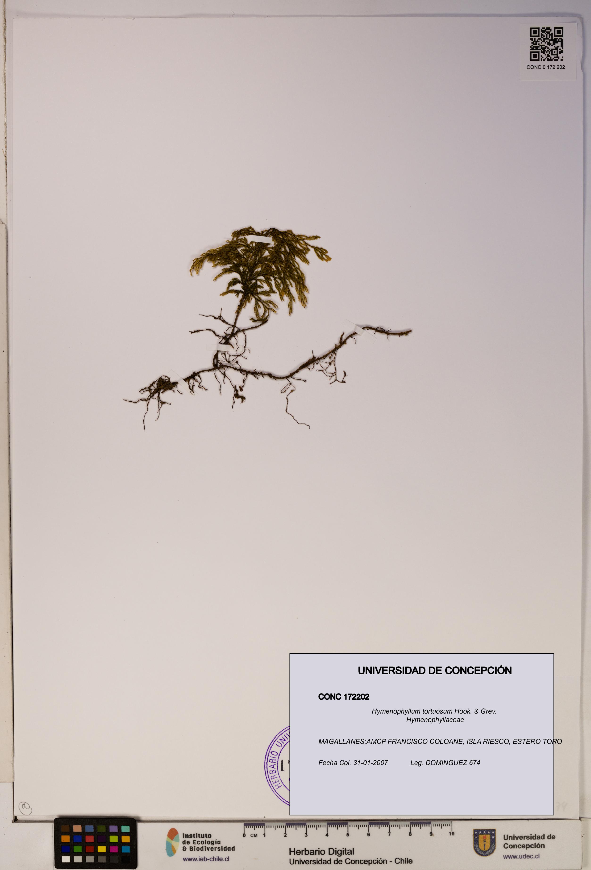 Hymenophyllum tortuosum [Espécimen: ]