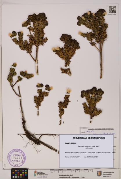 Baccharis patagonica [Espécimen: UDEC:CONC:0172205]