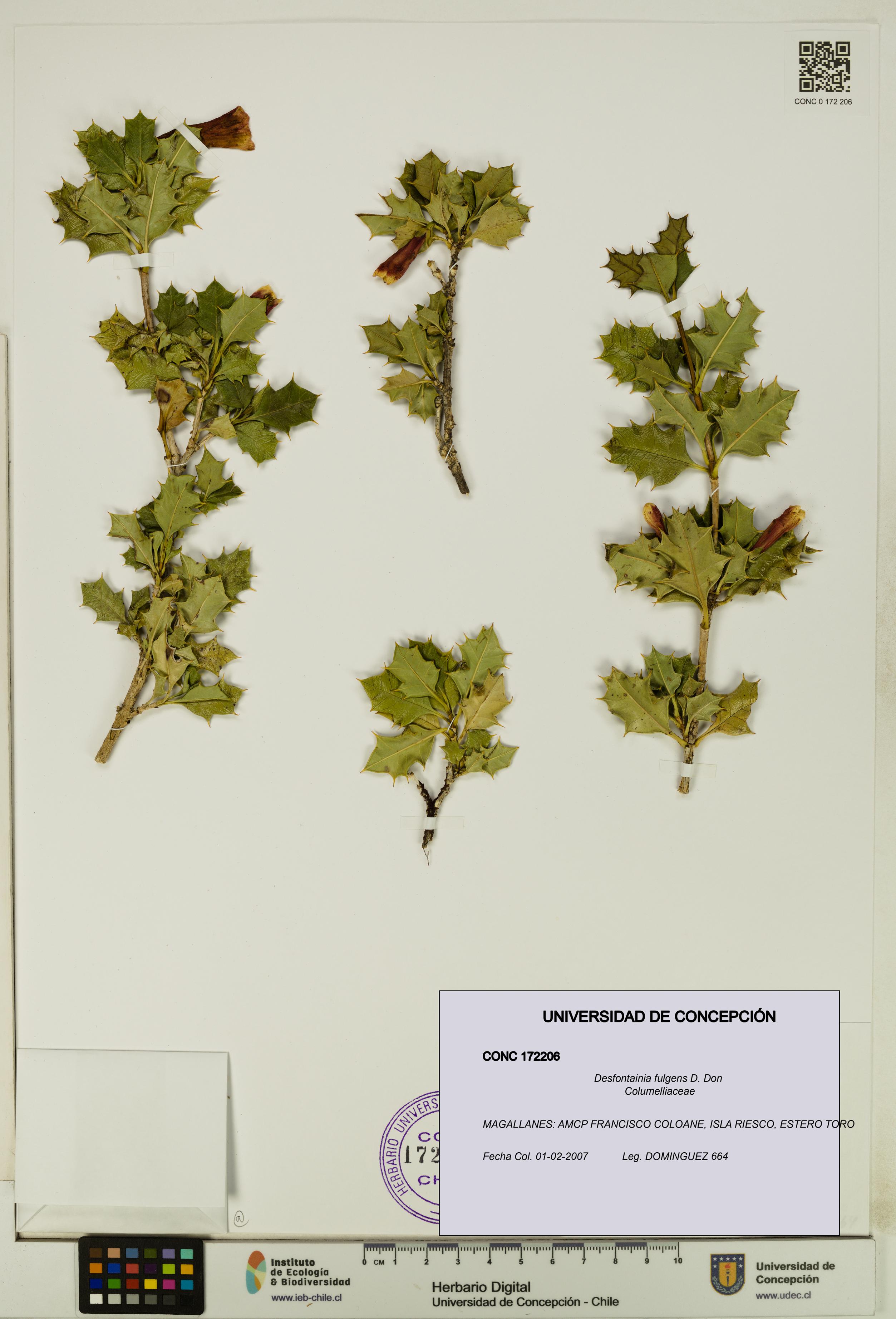 Desfontainia fulgens [Espécimen: UDEC:CONC:0172206]