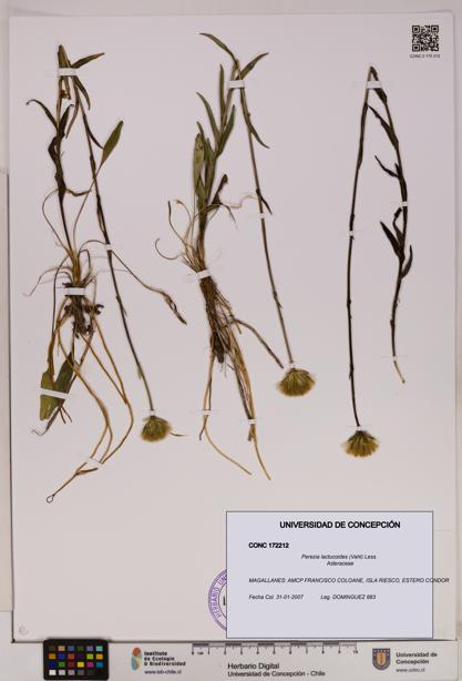 Perezia lactucoides [Espécimen: UDEC:CONC:0172212]