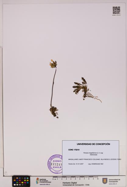 Perezia magellanica [Espécimen: UDEC:CONC:0172213]