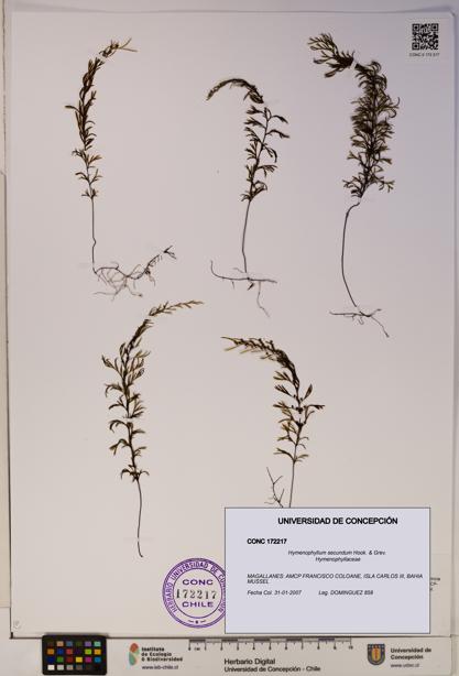 Hymenophyllum secundum [Espécimen: ]