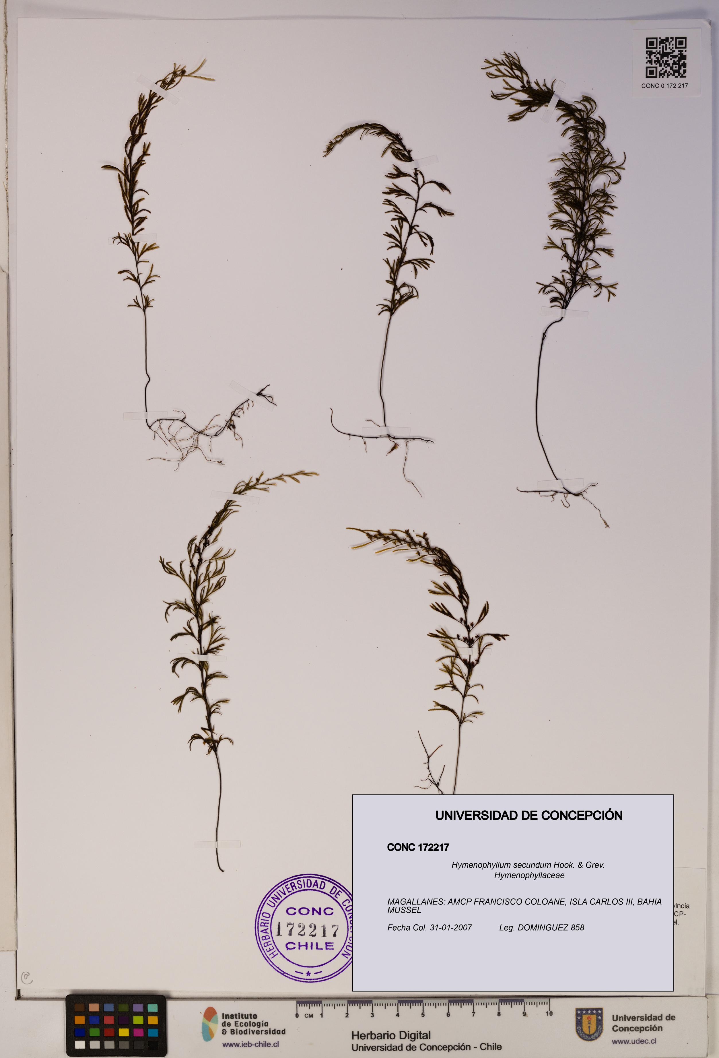 Hymenophyllum secundum [Espécimen: ]