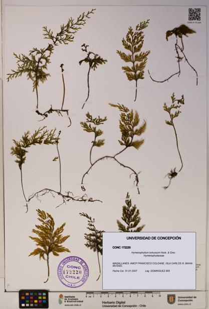 Hymenophyllum tortuosum [Espécimen: ]