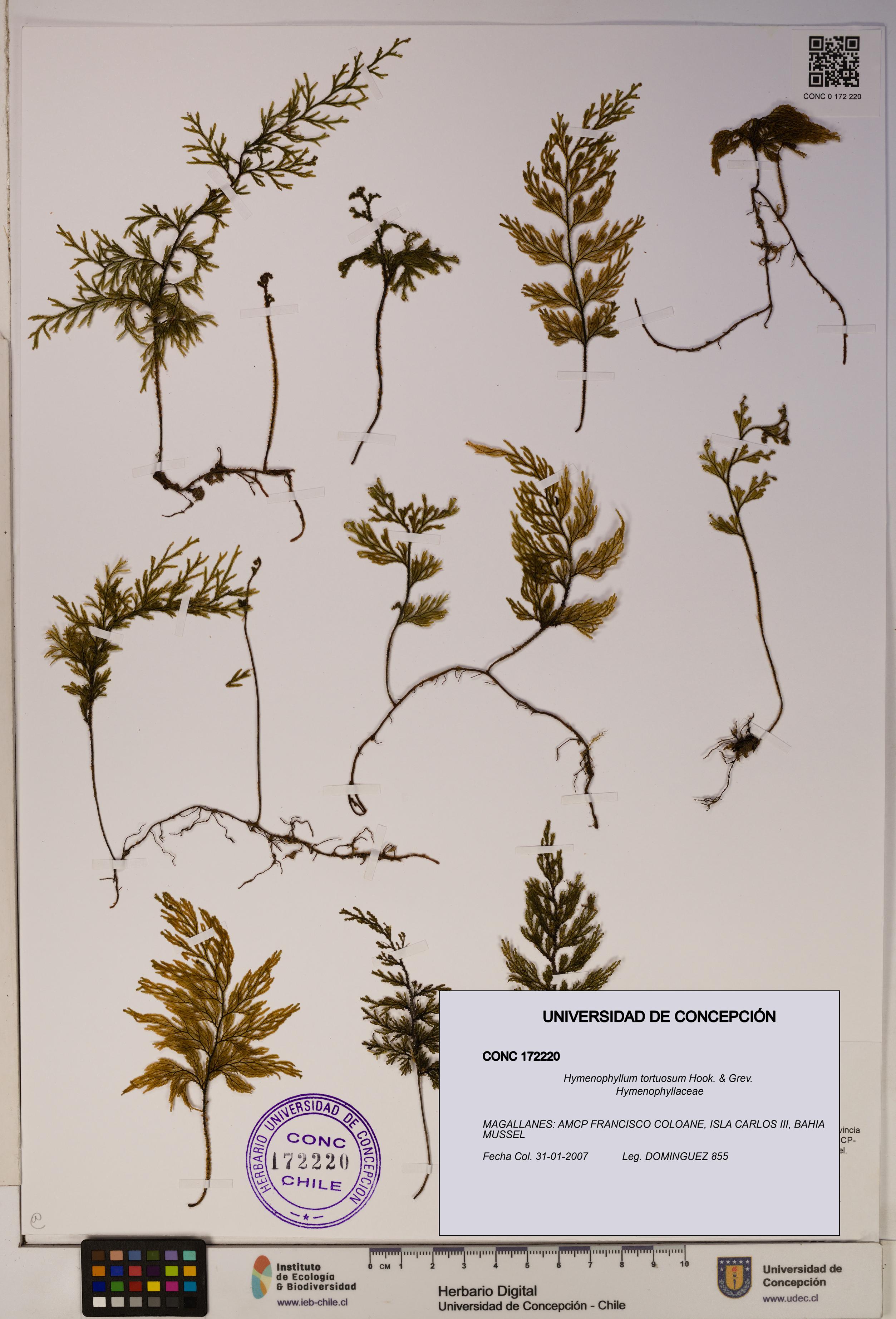 Hymenophyllum tortuosum [Espécimen: ]