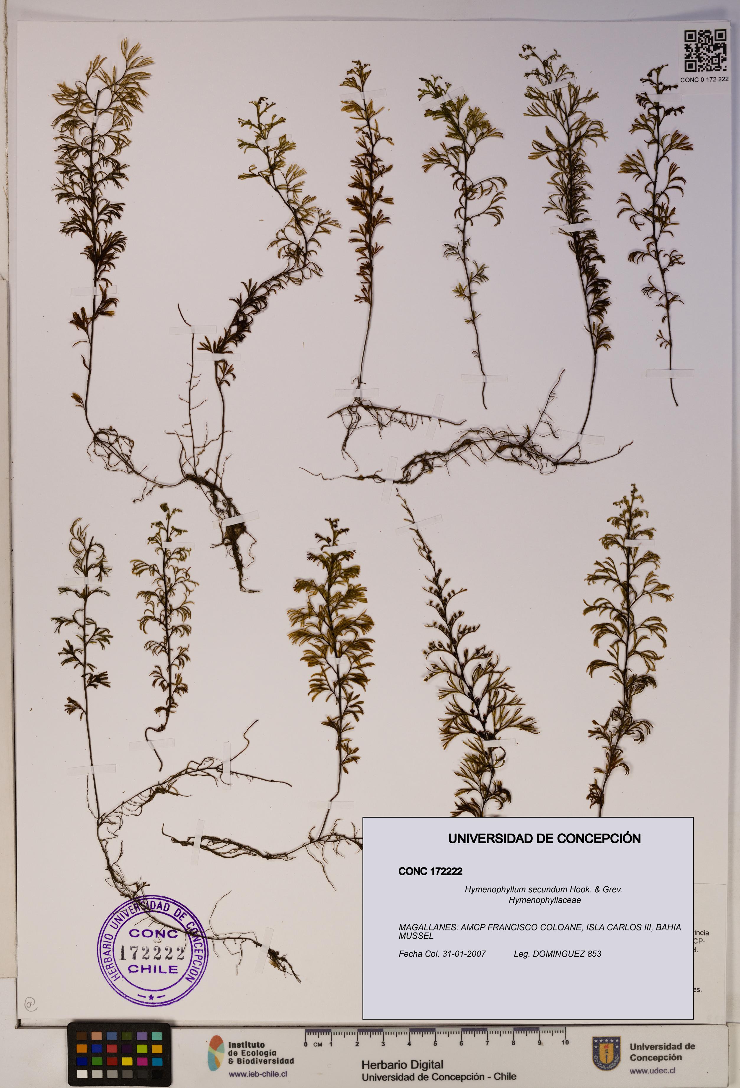 Hymenophyllum secundum [Espécimen: ]