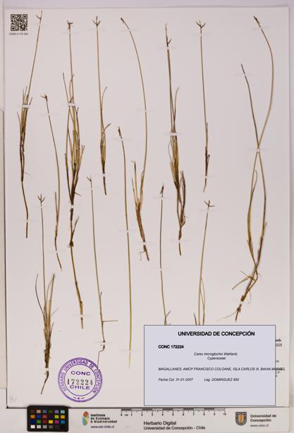 Carex microglochin [Espécimen: UDEC:CONC:0172224]