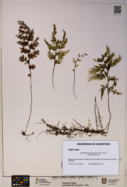 Hymenophyllum tortuosum [Espécimen: ]