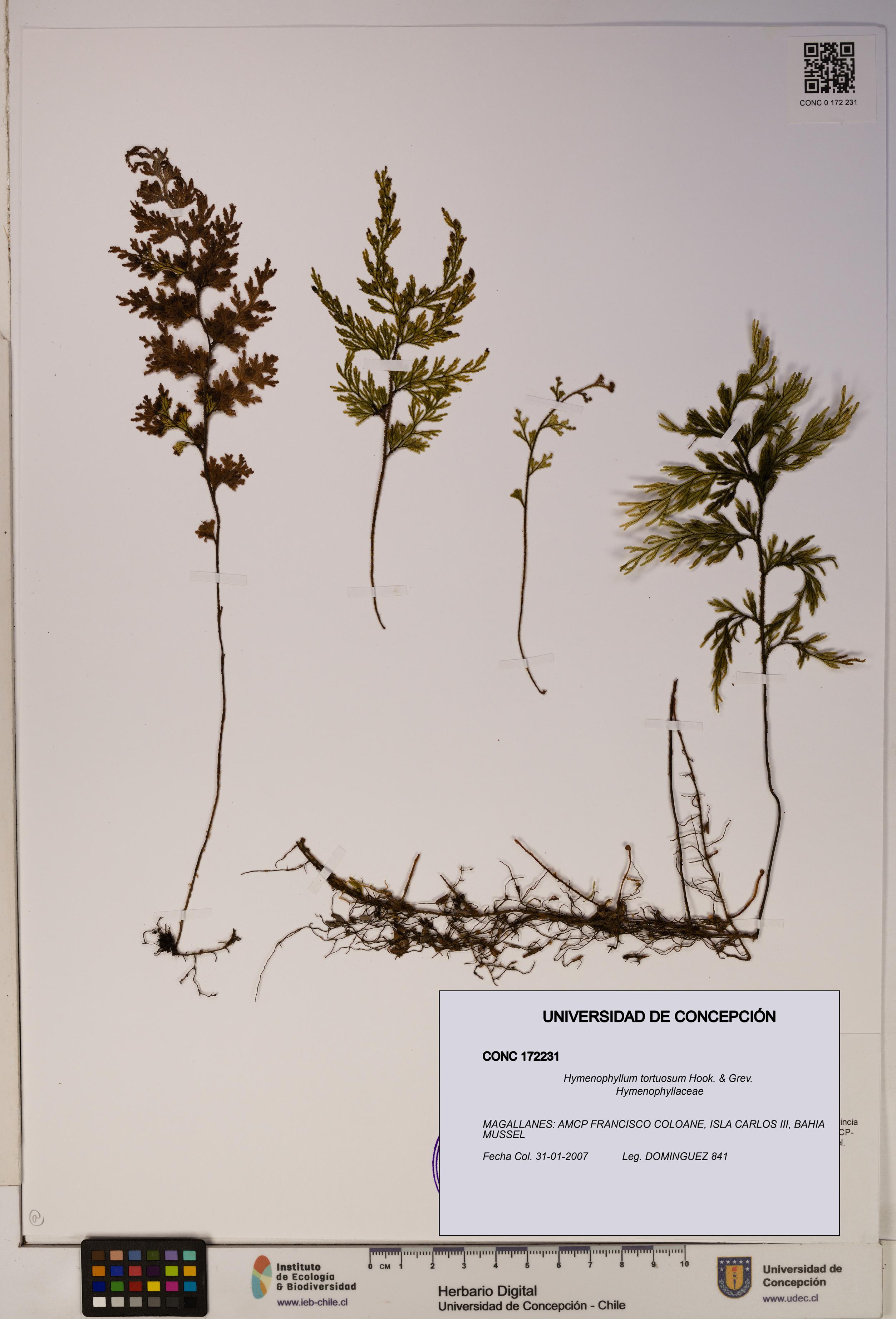 Hymenophyllum tortuosum [Espécimen: ]
