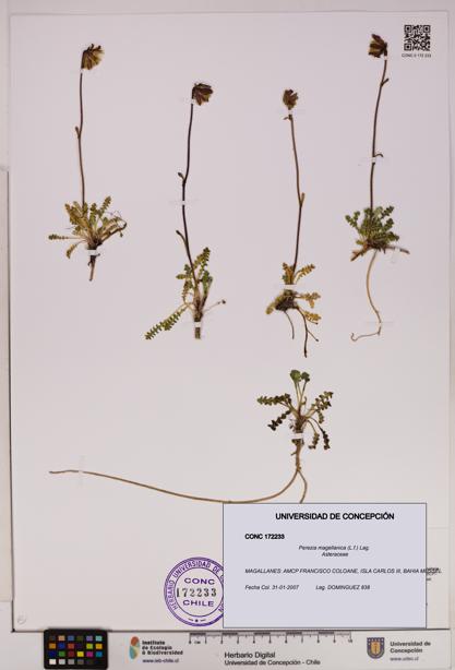 Perezia magellanica [Espécimen: UDEC:CONC:0172233]