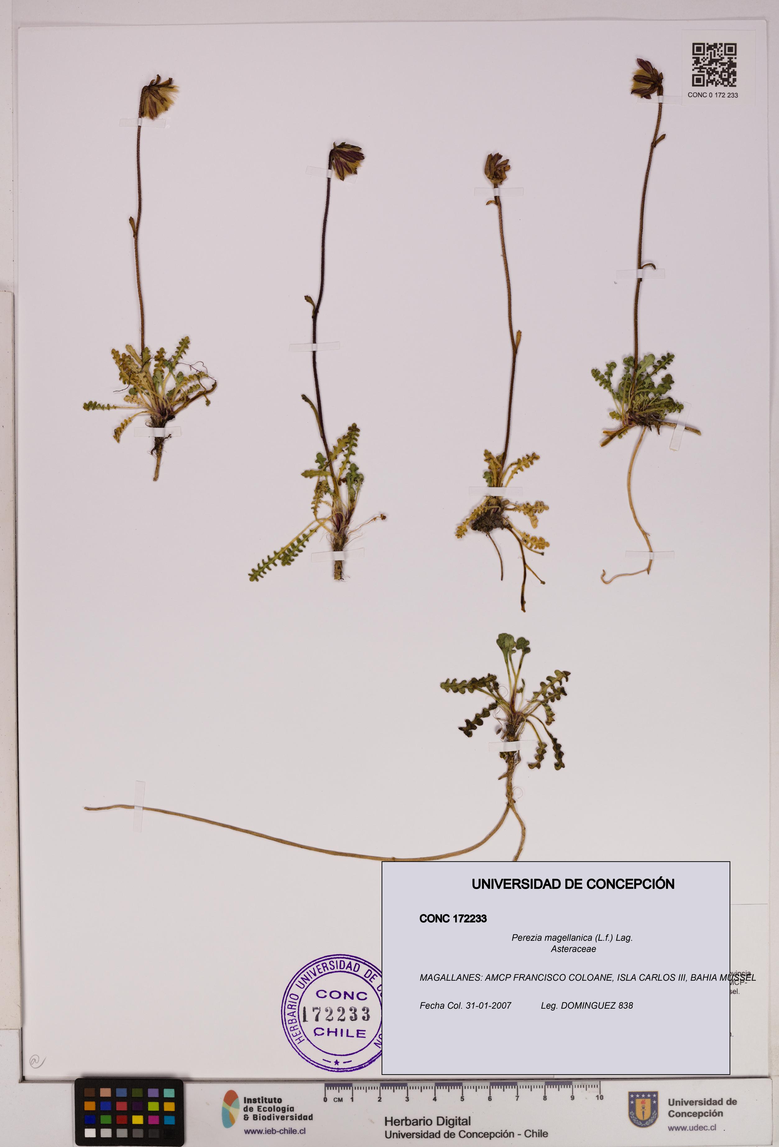 Perezia magellanica [Espécimen: UDEC:CONC:0172233]