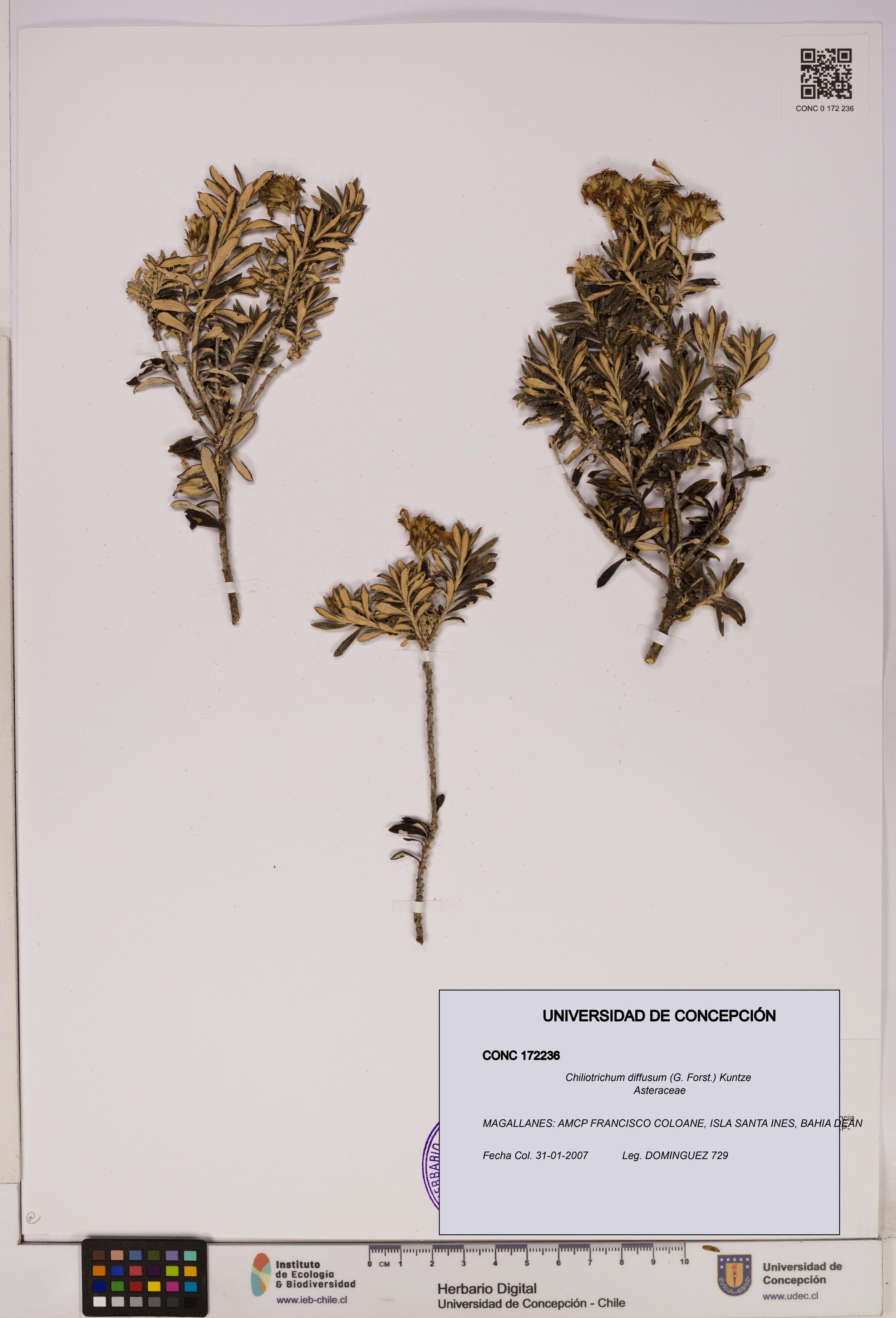 Chiliotrichum diffusum [Espécimen: UDEC:CONC:0172236]