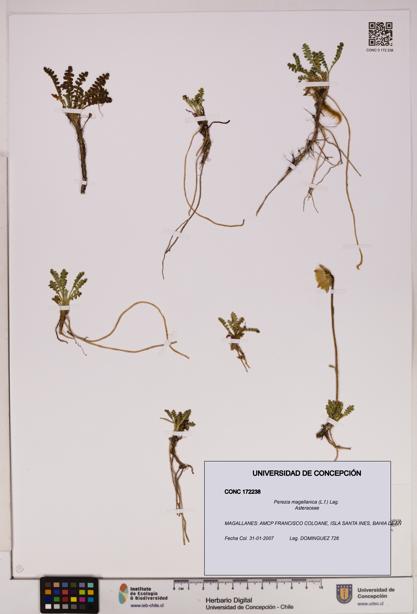 Perezia magellanica [Espécimen: UDEC:CONC:0172238]