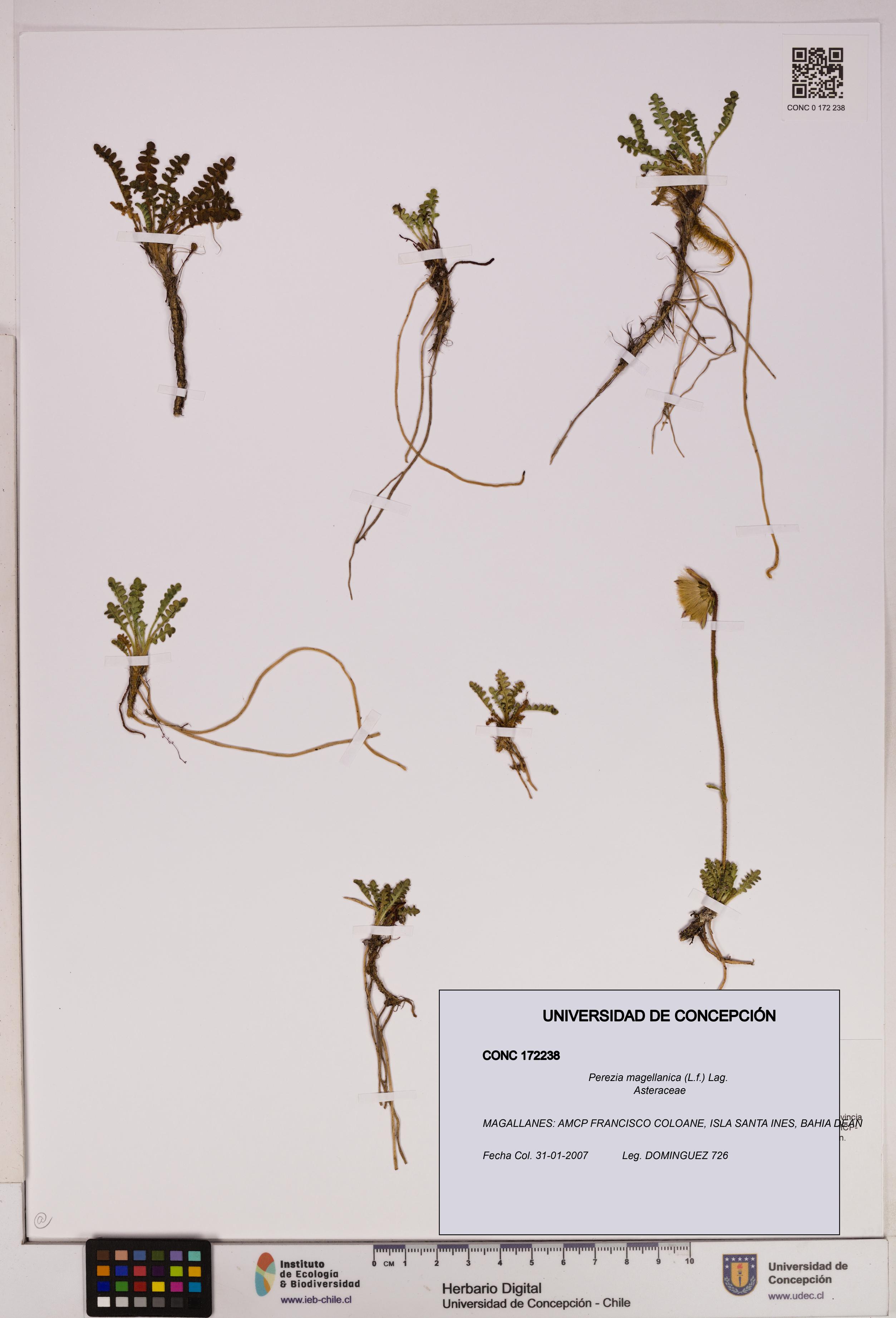 Perezia magellanica [Espécimen: UDEC:CONC:0172238]