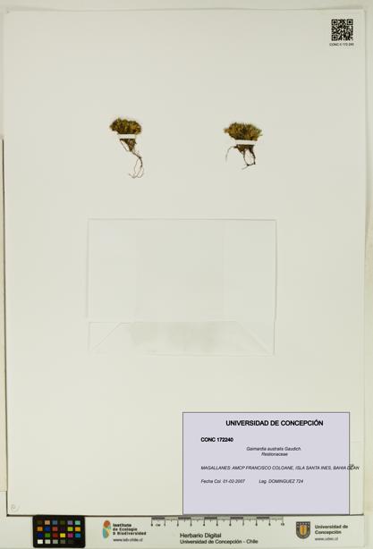 Gaimardia australis [Espécimen: UDEC:CONC:0172240]